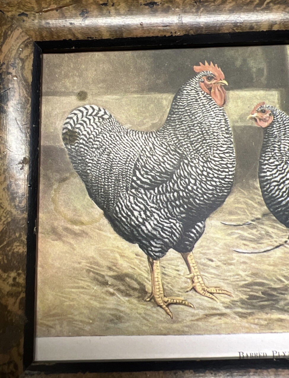 Vintage Barred Plymouth Rocks Framed Poultry Print Edwin Megargee No Glass As Is