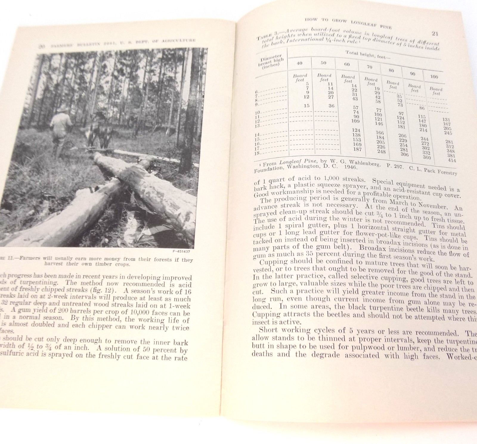 Vntg How To Grow Long Leaf Pine Farmers Bulletin No 2061 US Dept Ag Buckworth