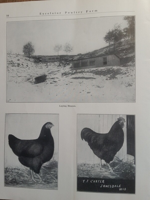 1911 Excelsior Poultry Farm T Carter Jonesdale WI Mineral Point Dodgeville Area