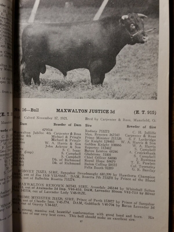 c1923 Maxwalton Herd Carpenter and Ross Cattle Auction Mansfield Ohio OH
