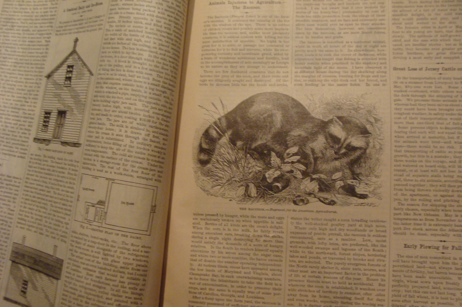 Vintage American Agriculturist 1883 august; great vignettes, horses running