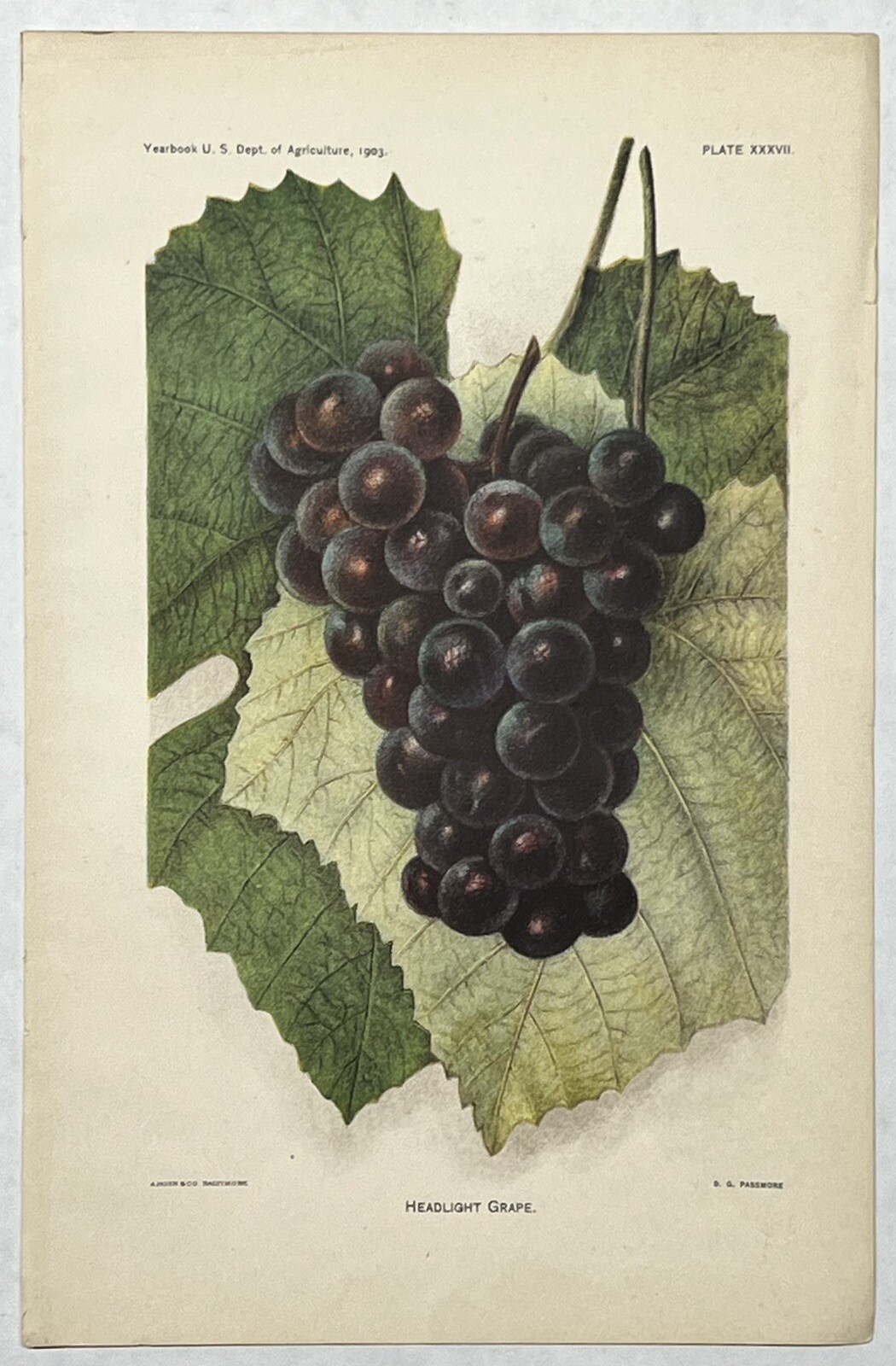 Original C1900 Print Lot,Apple,Grapes,Raspberry,US Dept of Agriculture,Fruit,Old
