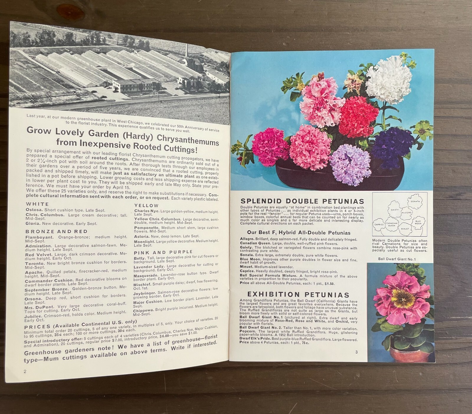 Seedcraft Vintage Garden Flower Catalog Rainbow Coleus Geo J Ball 1950s Booklet