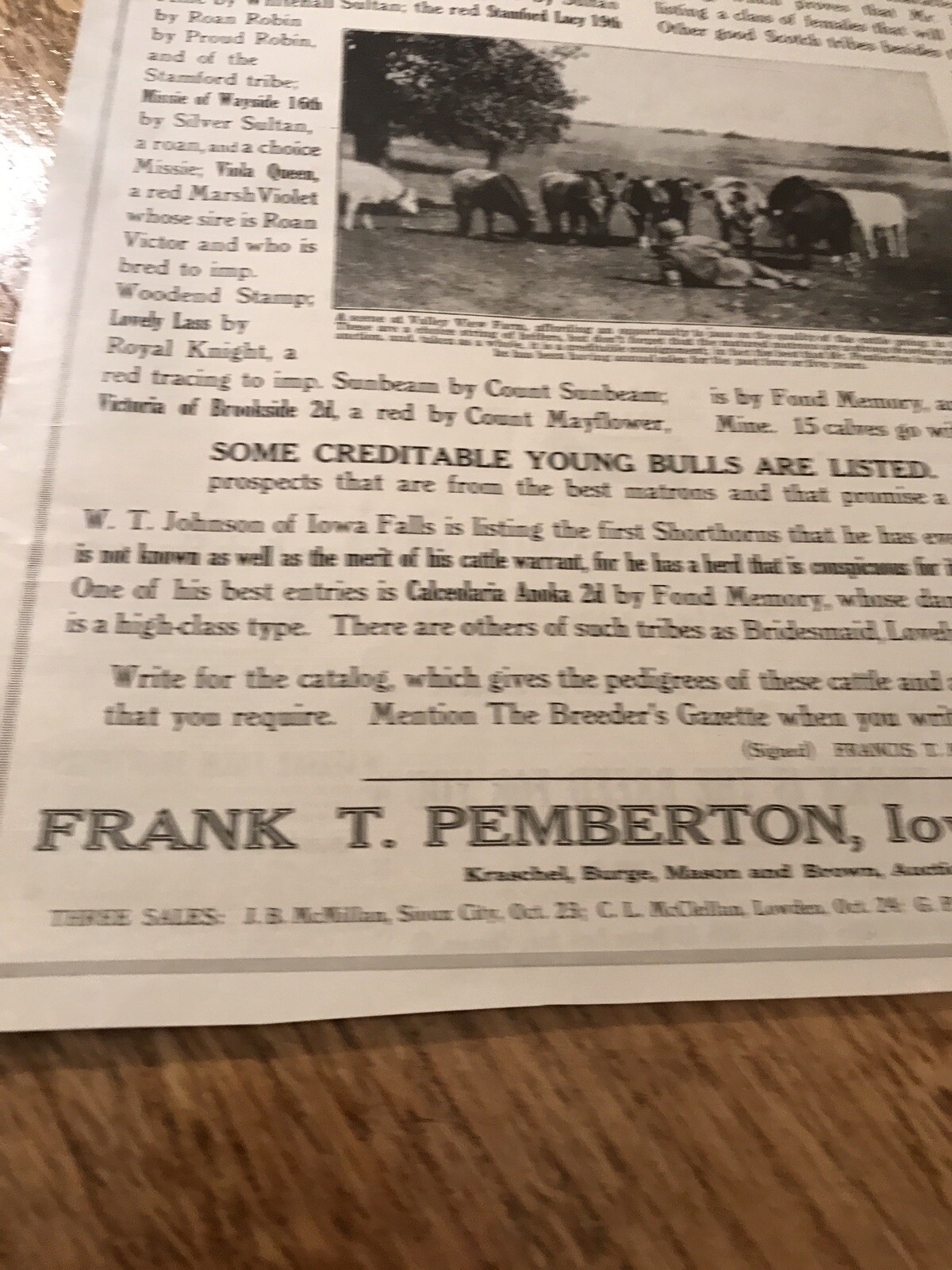 1917 Cattle Livestock Public Sale Poster – Iowa Falls – Iowa – Cow Advertising