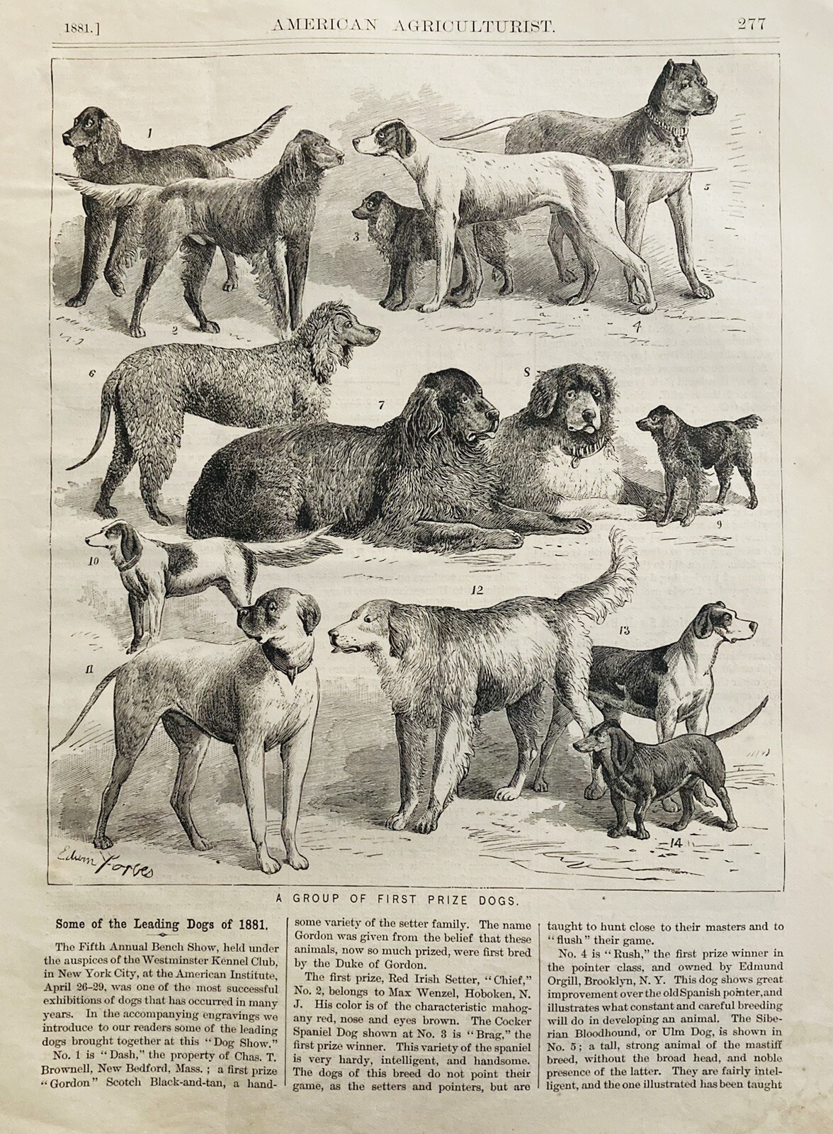1881 AD.(XH76)~AMERICAN AGRICULTURIST MAGAZINE PAGE~ENGRAVING OF LEADING DOGS