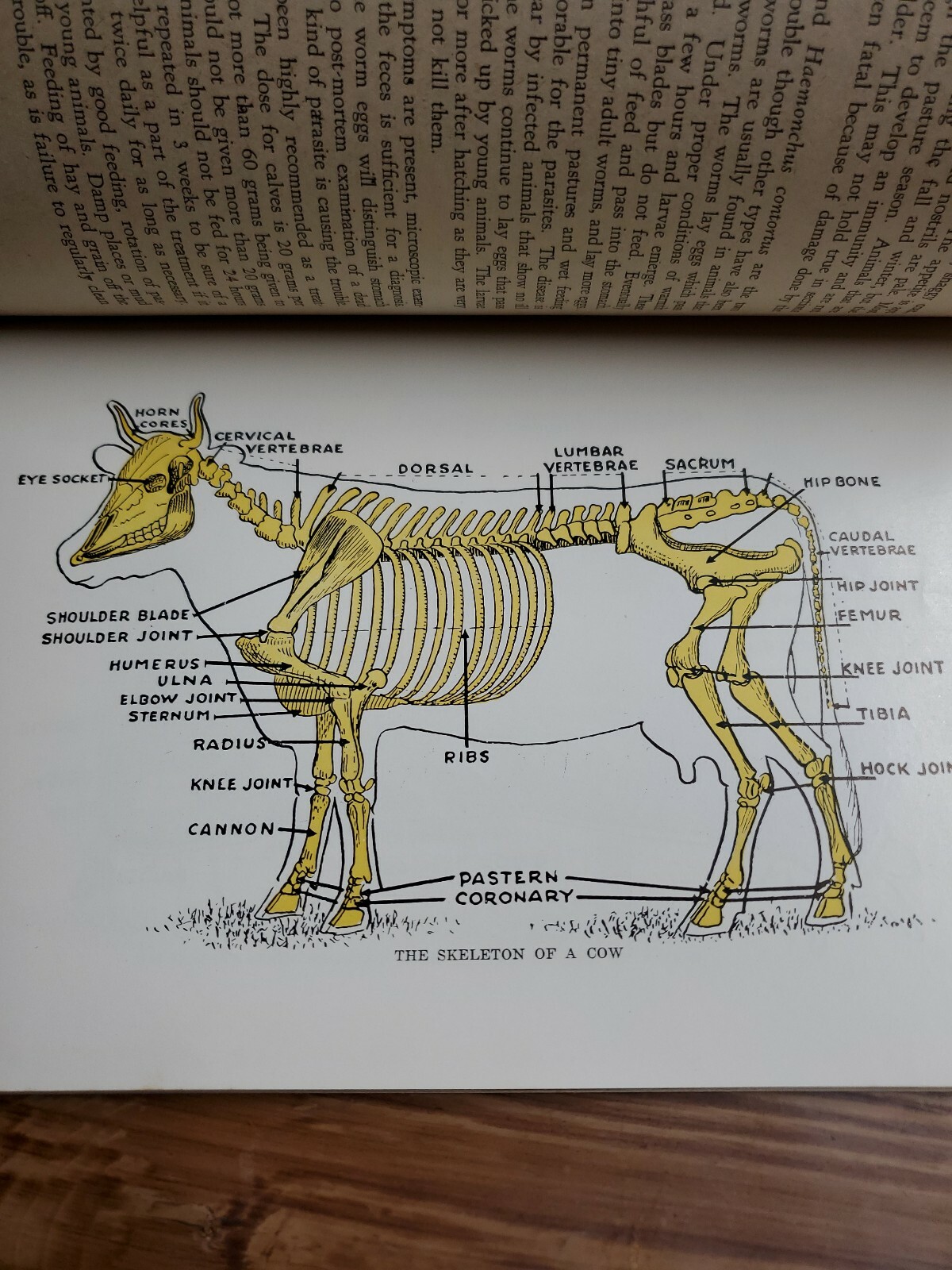 1956 How to Treat COMMON AILMENTS OF FARM ANIMALS / HOARD&rsquo;S DAIRYMAN Fort Atkins
