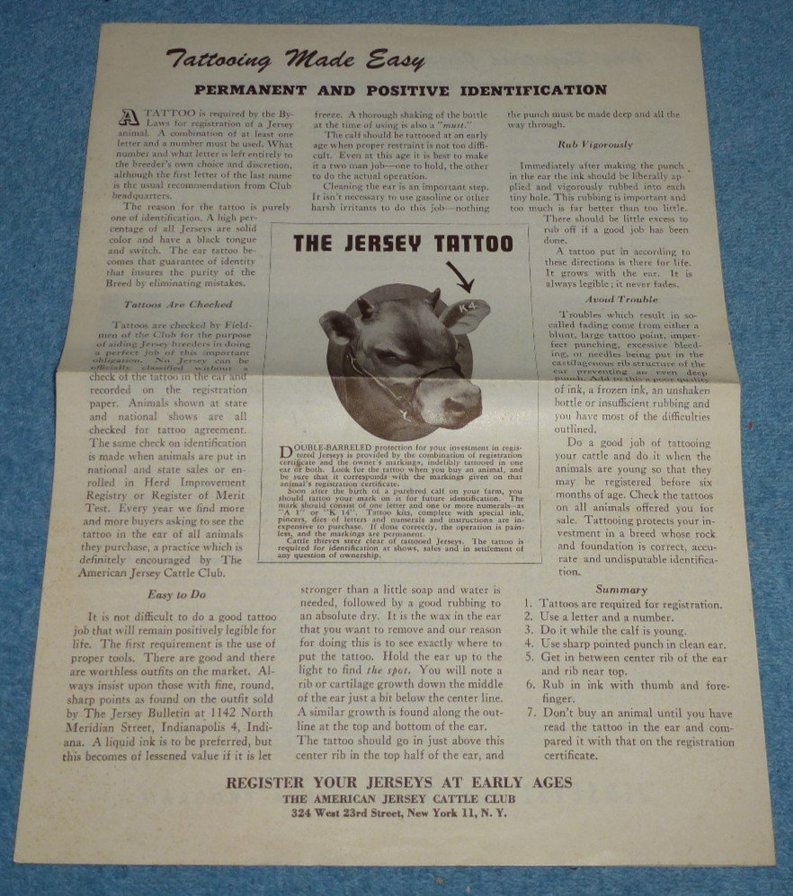 Vintage American Jersey Cattle Club Brochure Cattle Registration Tattooing Info