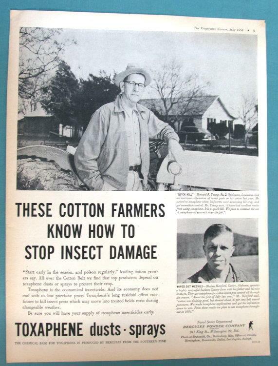 10×14 Original 1954 Toxaphene Ad Photo Features Bledoe Hereford, Guley Alabama