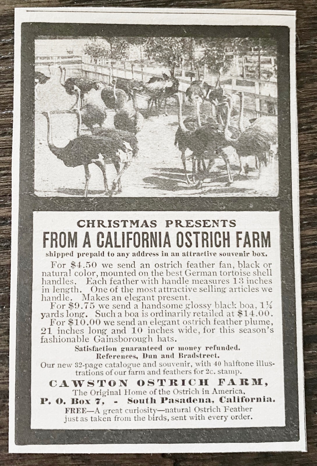 CAWSTON California Ostrich Farm Photo South Pasadena~Antique 1901 Xmas Print Ad!