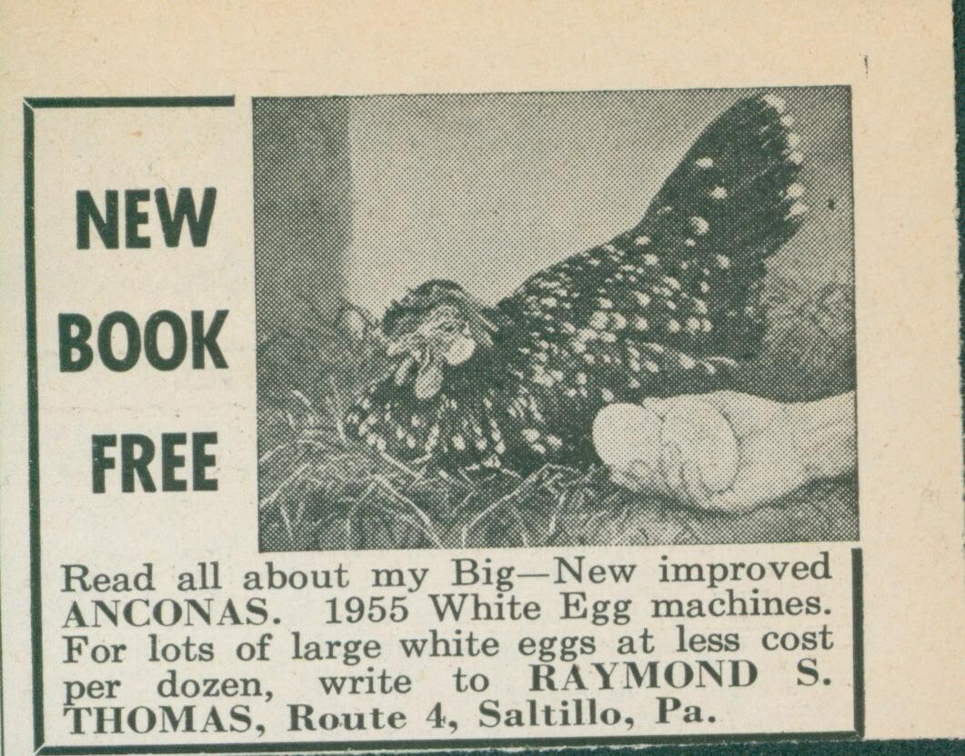 1955 Anconas New White Egg Machines Raymond S Thomas Vintage Print Ad FJ1