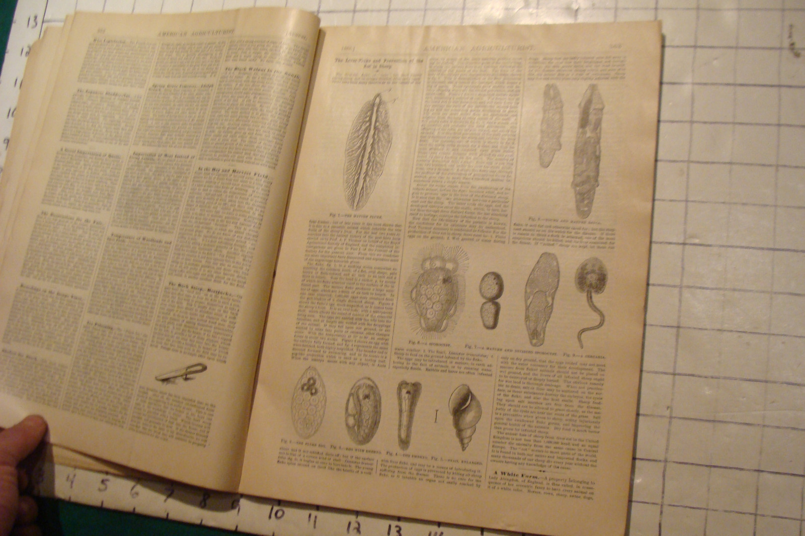 Vintage American Agriculturist 1883 august; great vignettes, horses running