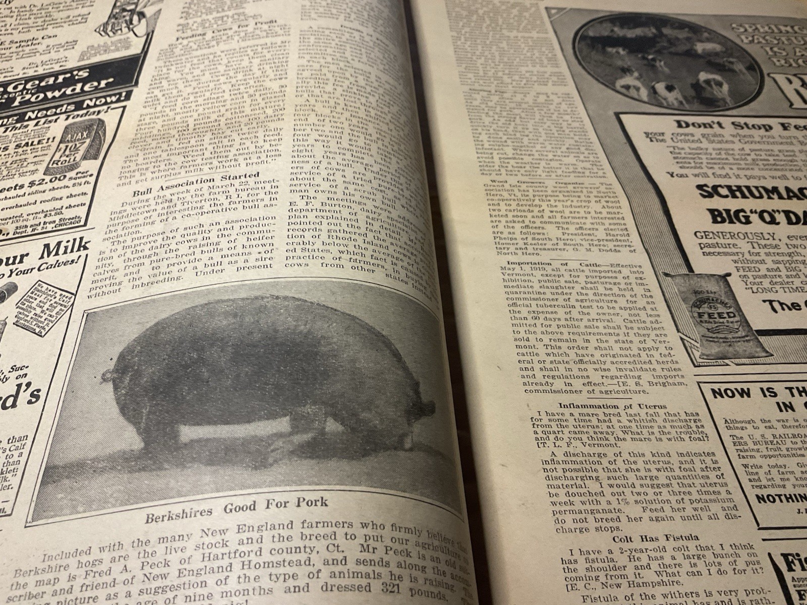 1919 New England Homestead Newspaper Farm Ads, Mass. Farms, Grow Peaches