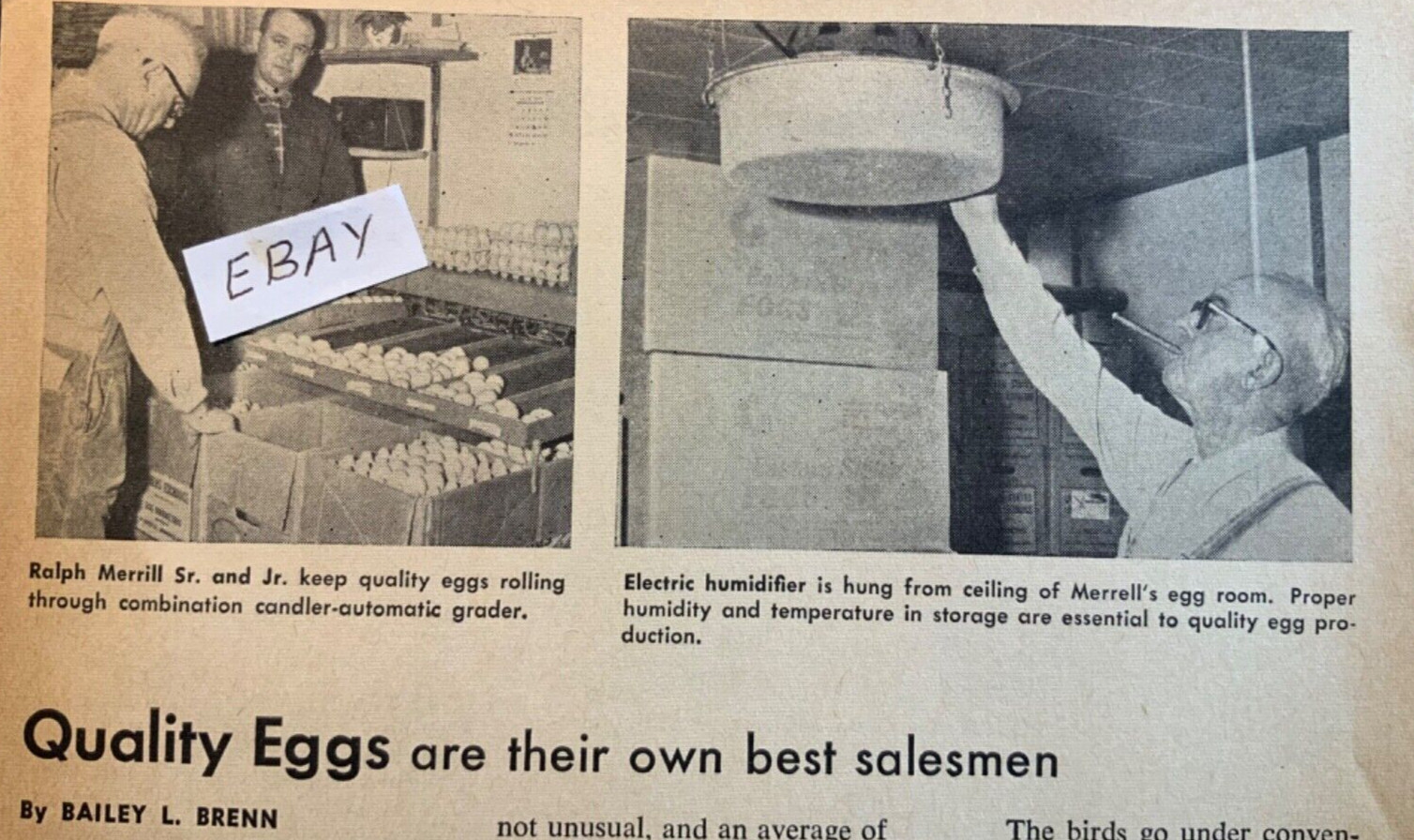 1962 Magaxine Article. Ralph Merrill. Suffield Connecticut Farm. Egg Production