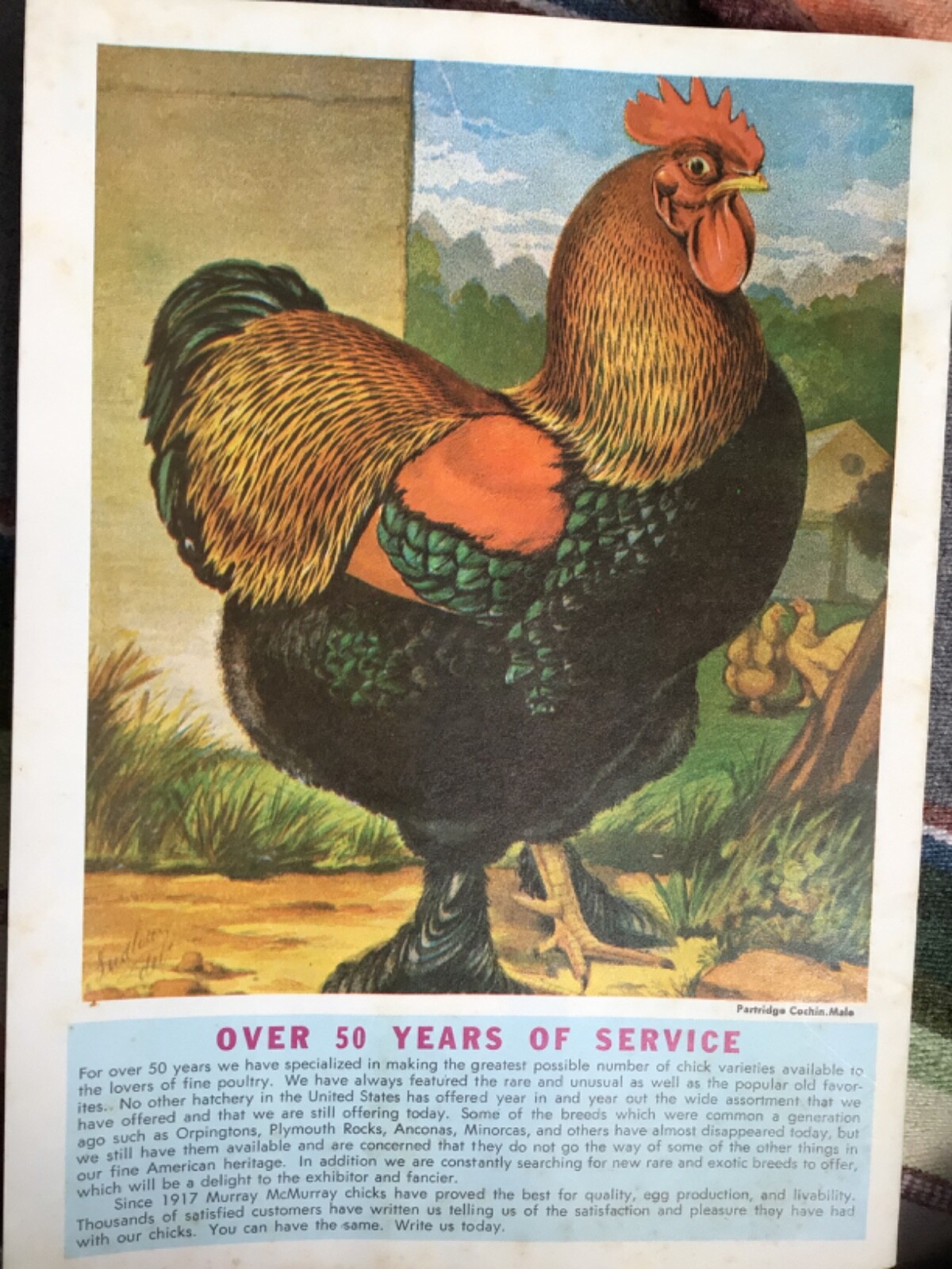 VTG 1972 RARE Chicks Color CATALOG/Guide~ »MURRAY McMURRAY HATCHERY »~Iowa~(J)