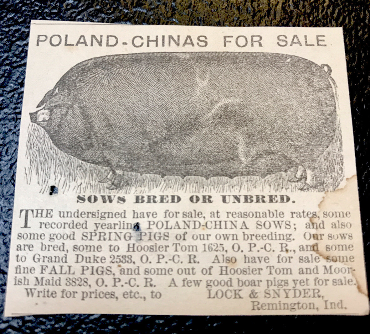 1883 Lock & Snyder Hog Advertising – Remington – Indiana – Pig – Farm