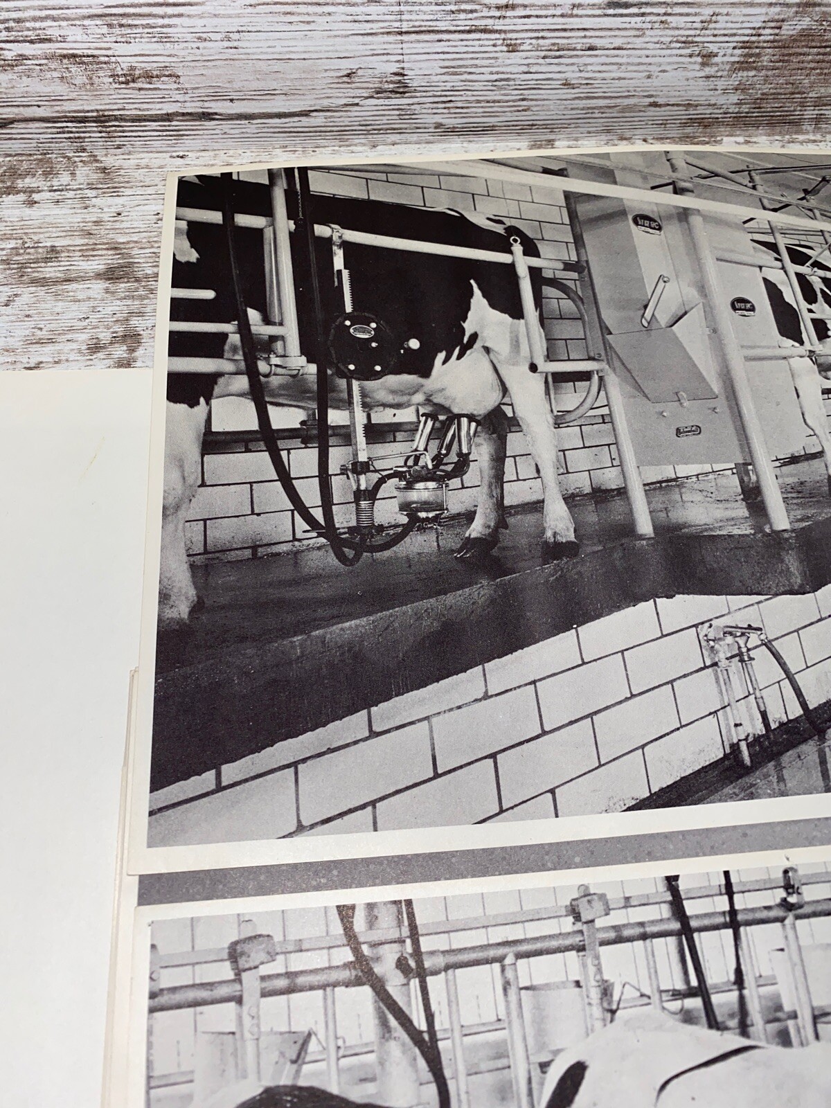 2 Vintage 9×13 Poster Black & White In A Milking Barn Inside A Milking Parlor