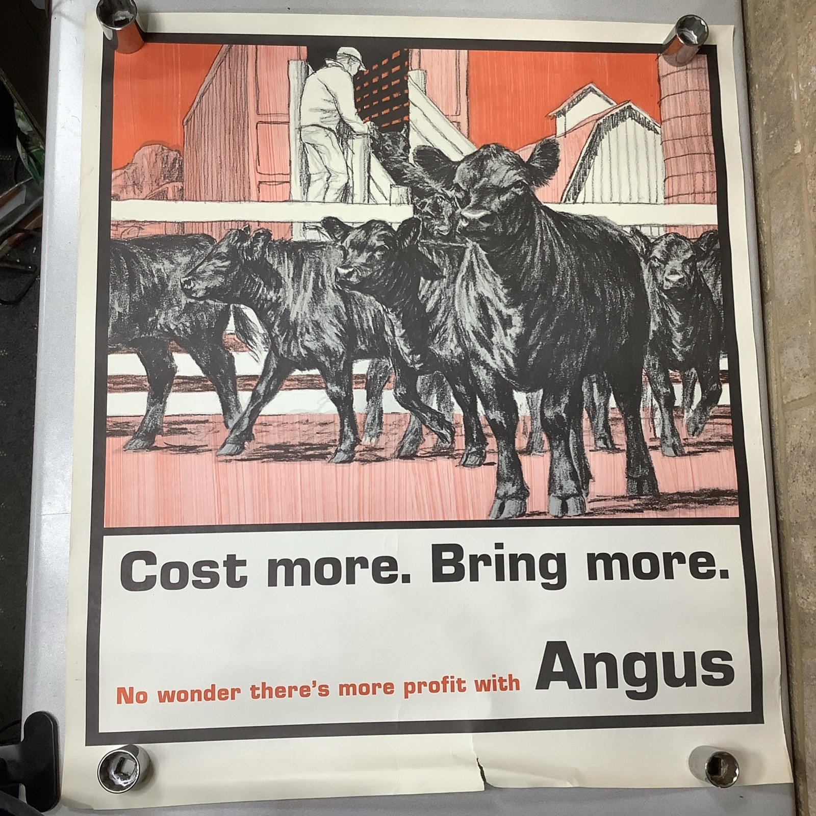 Vintage Angus Cattle Advertising Poster 1950’s 60’s ? Nice Graphics
