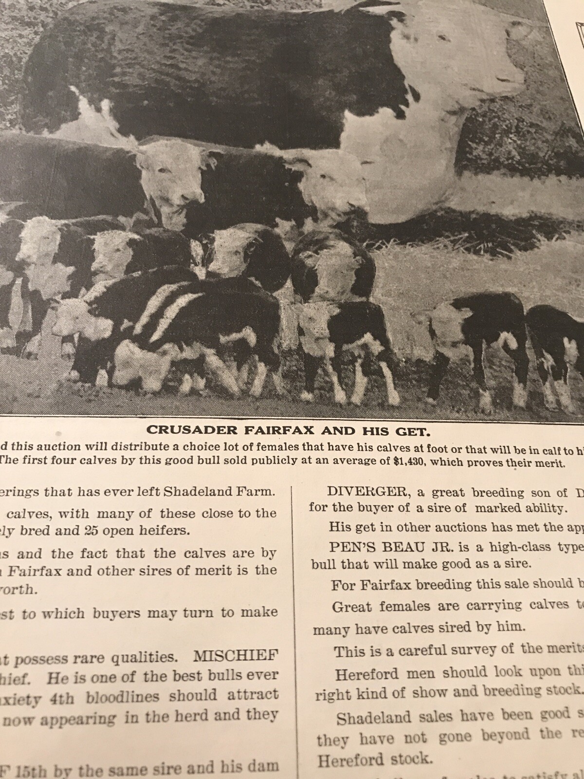 1917 Cattle Livestock Public Sale Poster – Sioux City – Iowa – Cow Advertising