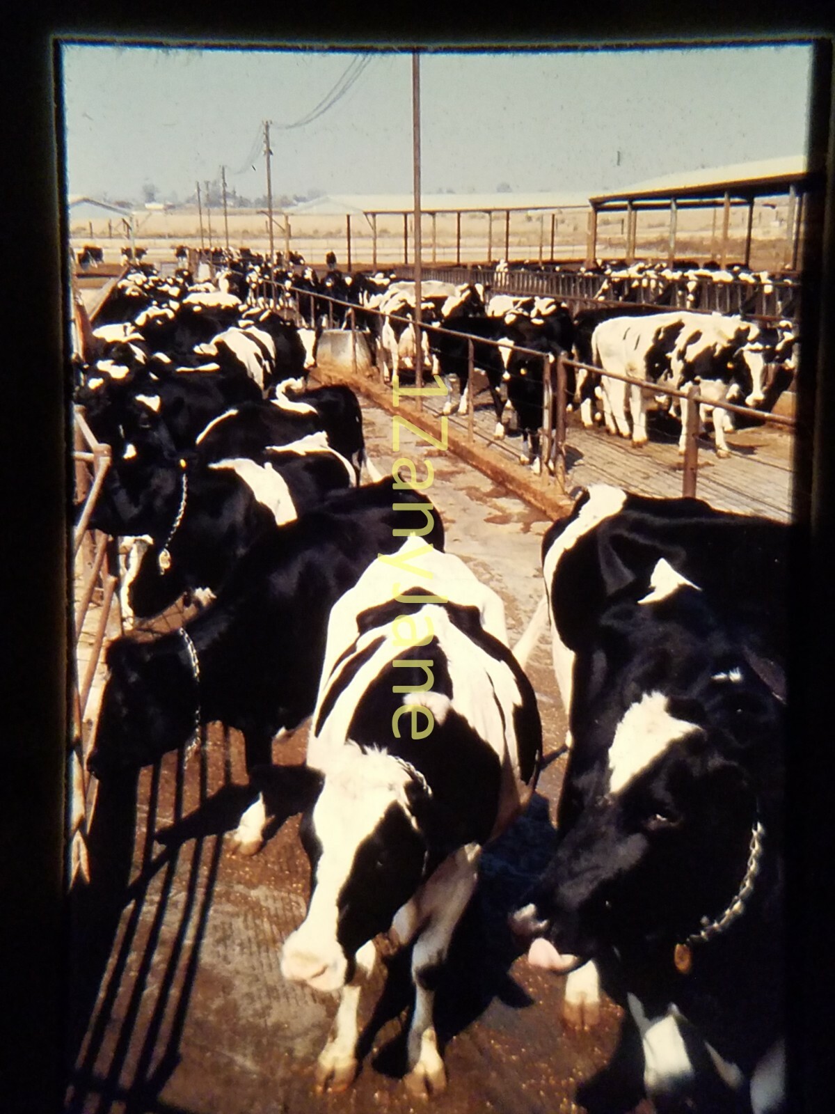 AC1403 35mm Slide of an Allis-Chalmers from MEDIA ARCHIVES MANY COWS IN PEN