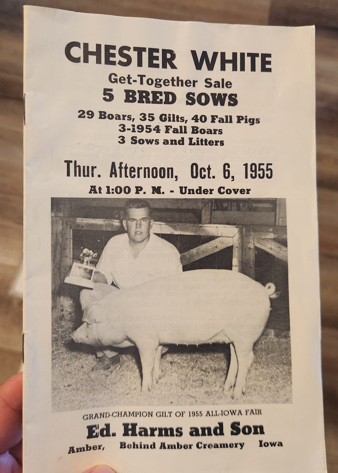 🐖1950s🔥RARE Pig Hog Trophy Champion Market Boar Sow CHESTER WHITES Iowa Sign
