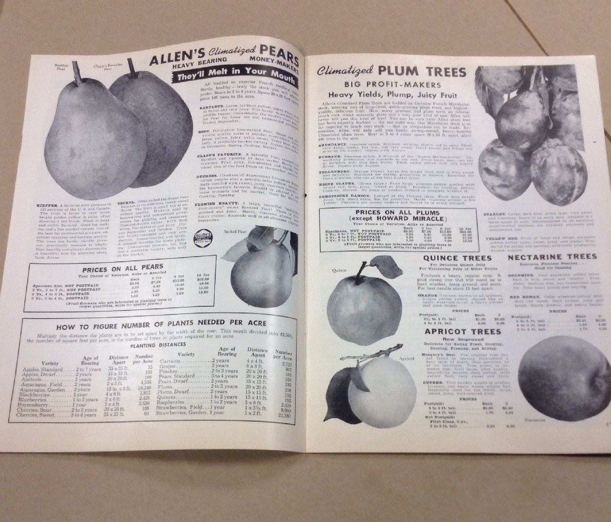 Allene nurseries and seed house co catalog INV-P1120