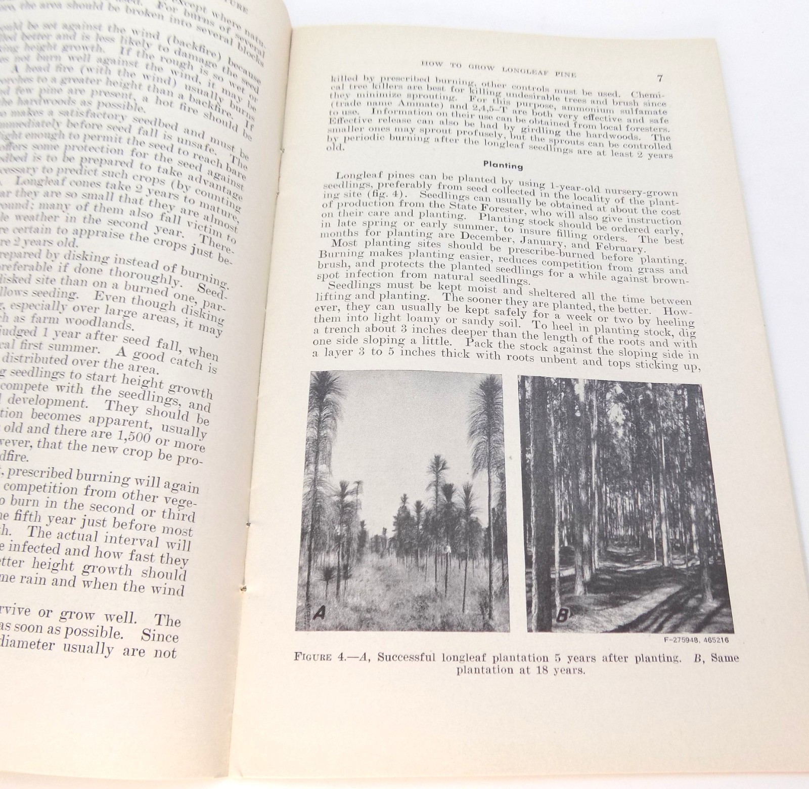 Vntg How To Grow Long Leaf Pine Farmers Bulletin No 2061 US Dept Ag Buckworth
