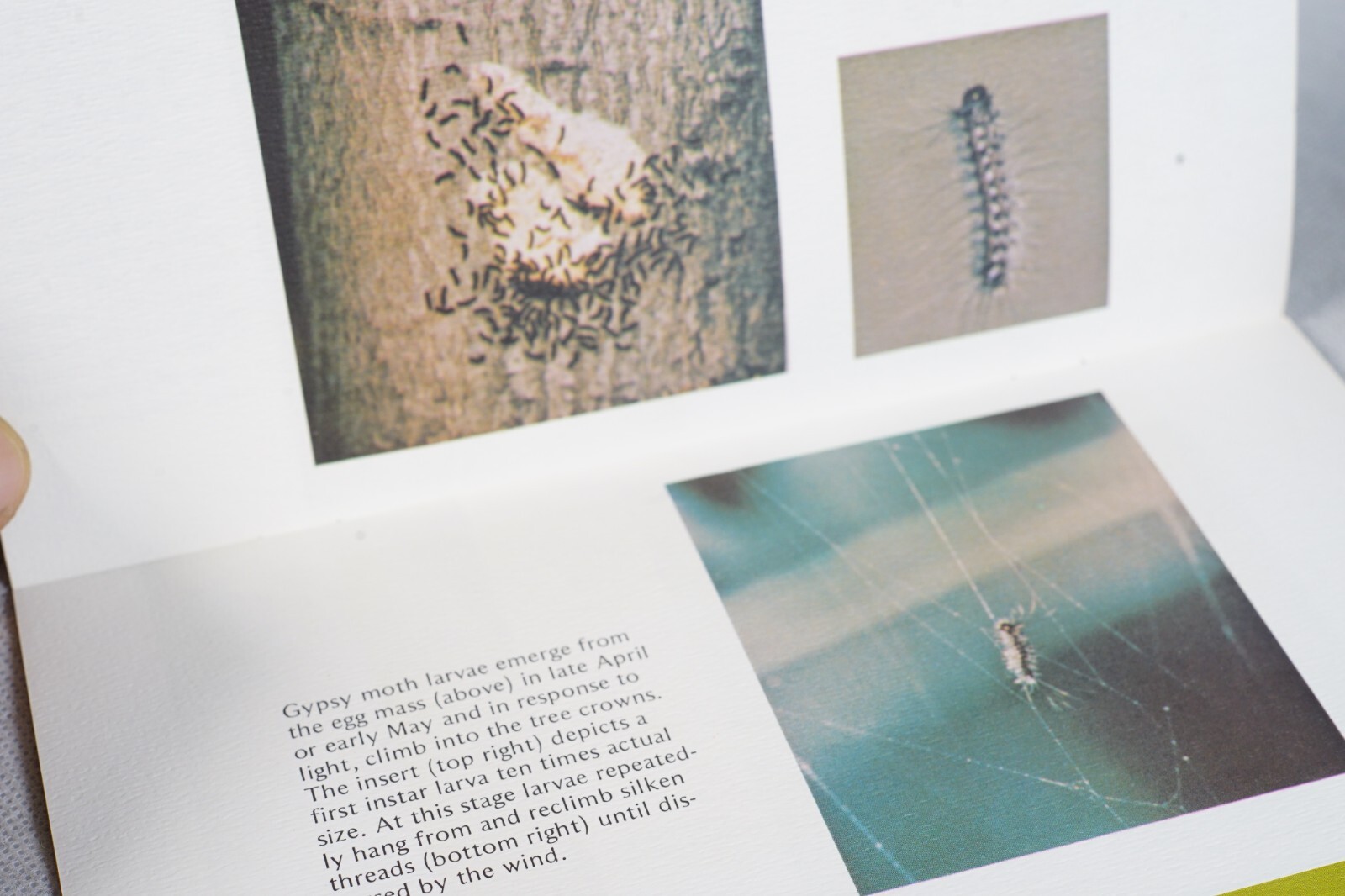 PA Vintage Agricultural Brochure Meet Gypsy Moth R.T. Zerillo and J.D. Podgwaite