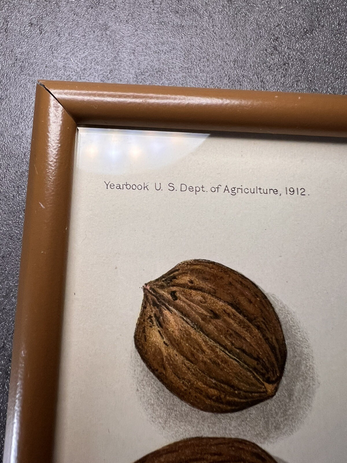 Vtg Yearbook US. Dept Agriculture Framed Pecans Lithograph Plate VIII E.L.Schutt