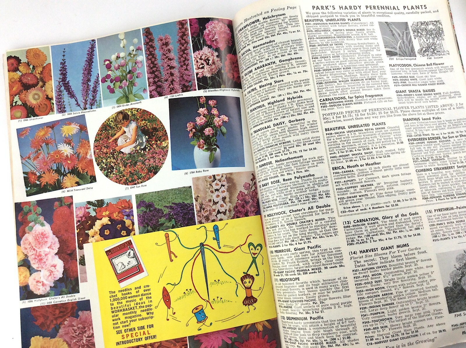 Parks Flower Book 1962 Greenwood South Carolina Garden Seed Catalog Q364