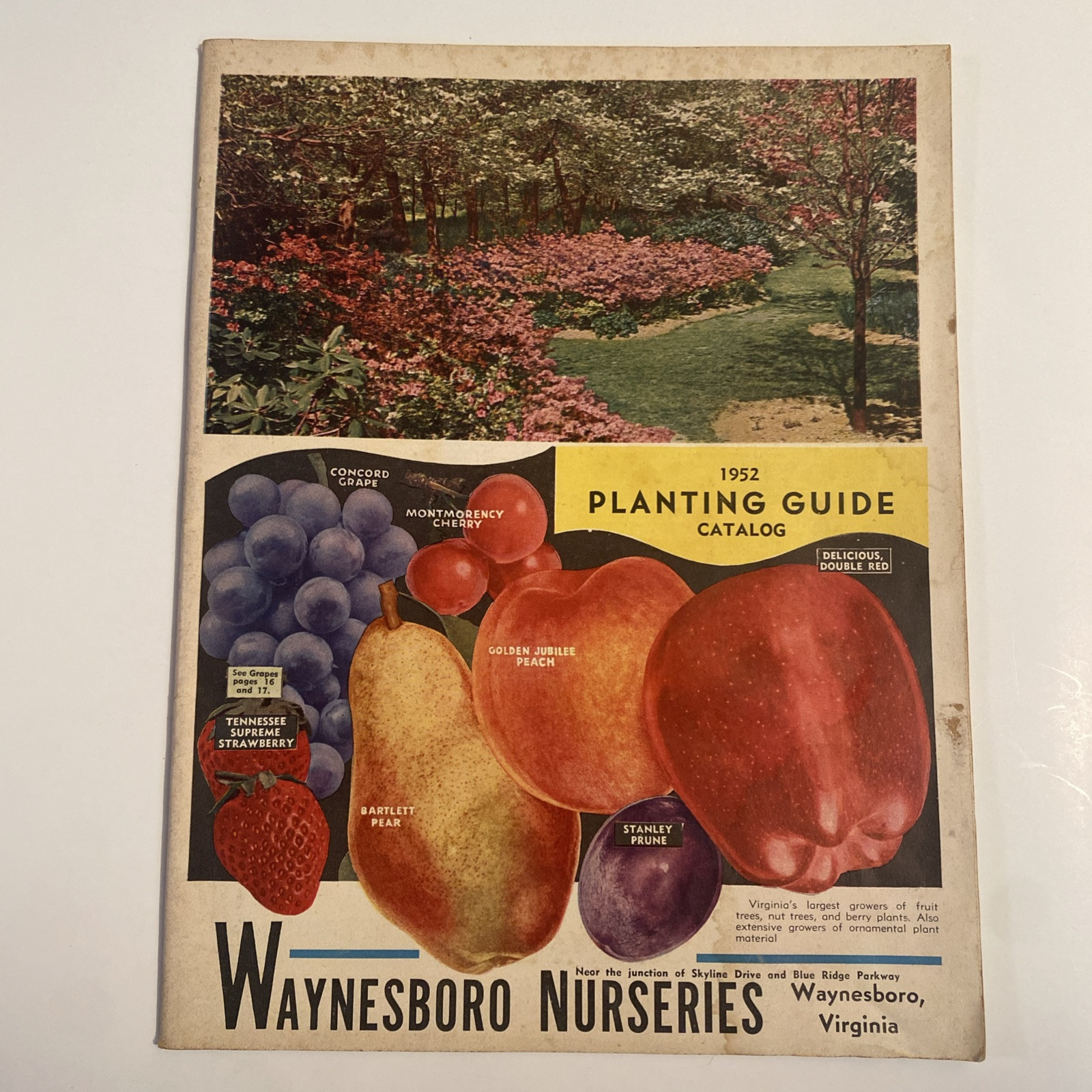 1952 VINTAGE WAYNESBORO NURSERIES FLOWER FRUIT SEED PLANTING CATALOG 48 Pgs