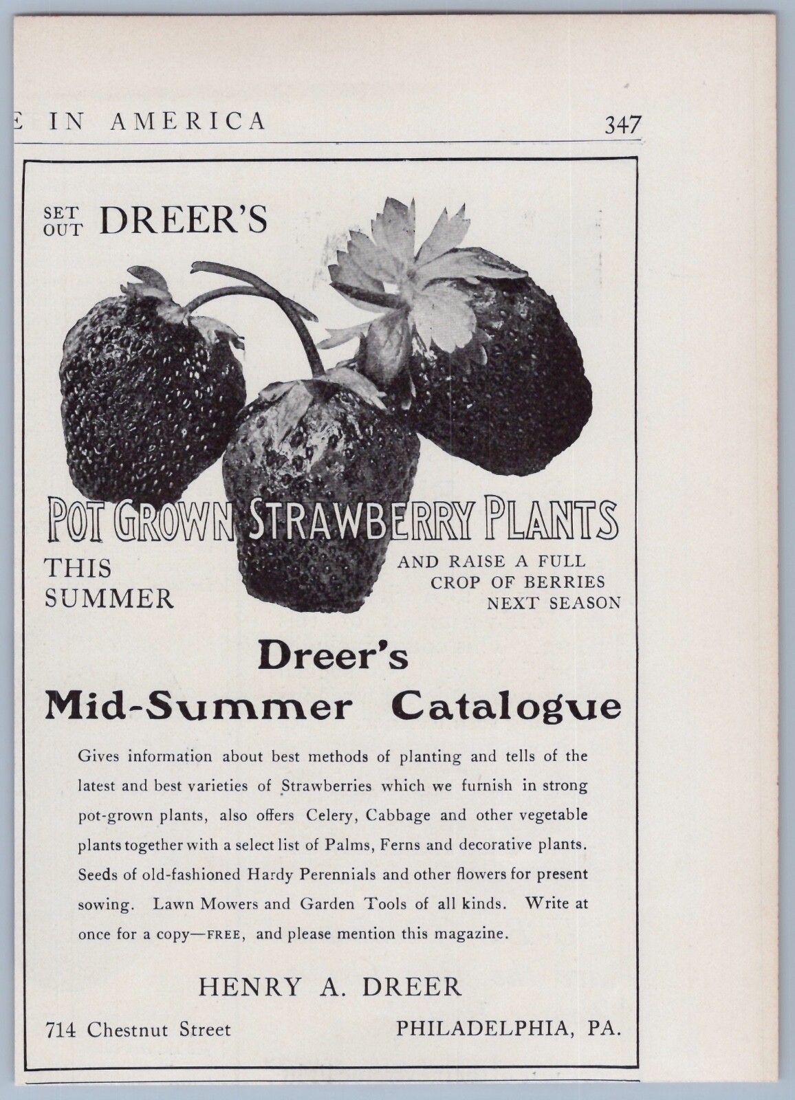 1906 Henry A Dreer Vintage Ad Pot Grown Strawberries Gardening Garden Vegetables