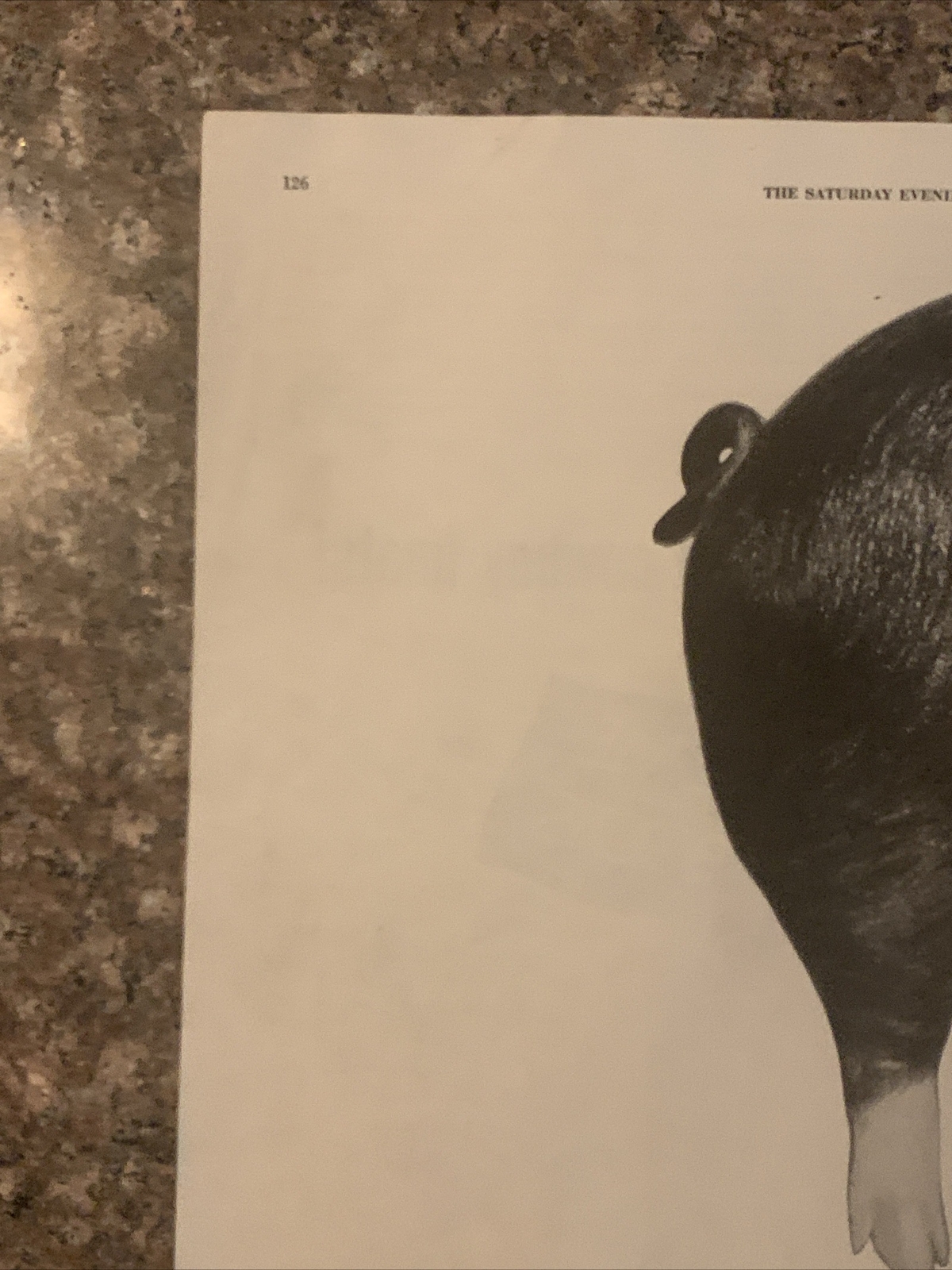 1954 Country Gentleman Magazine Promo PRINT AD Hog Has New Lean Look VTG 1950s