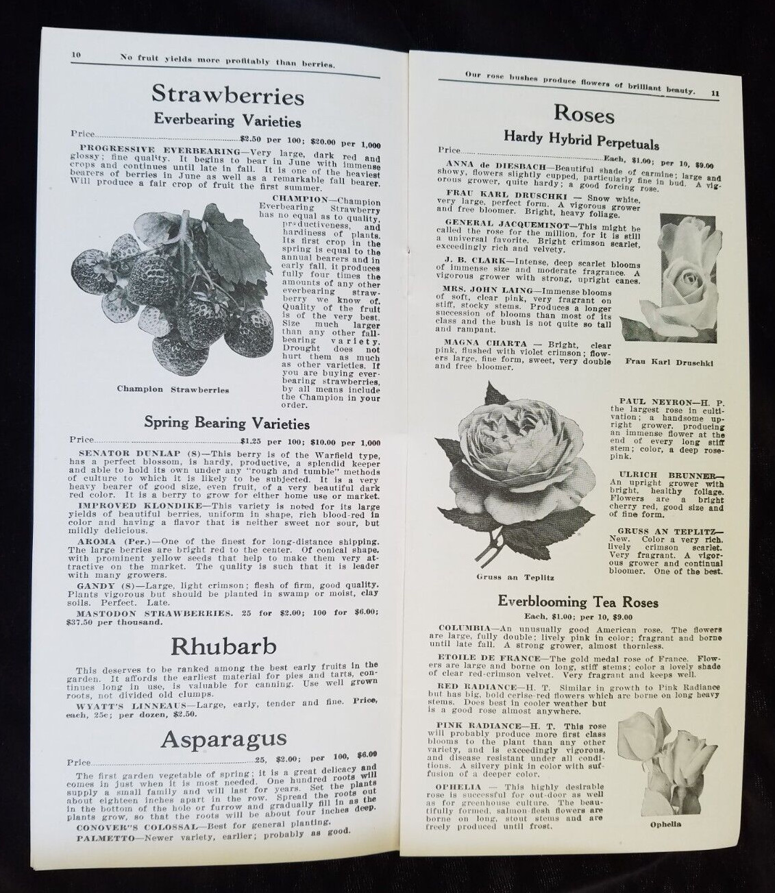 Old Advertising Catalog Page Valley Nurseries Kimball VA Bolen Trees Roses Shrub