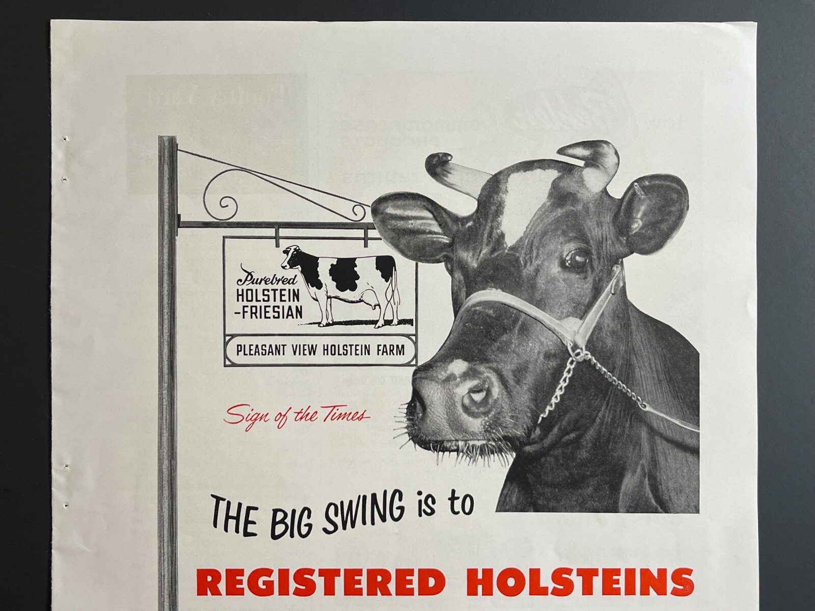 1950s « Milk » Registered Holsteins -Original Print Advertisement (9.5in x 13in)
