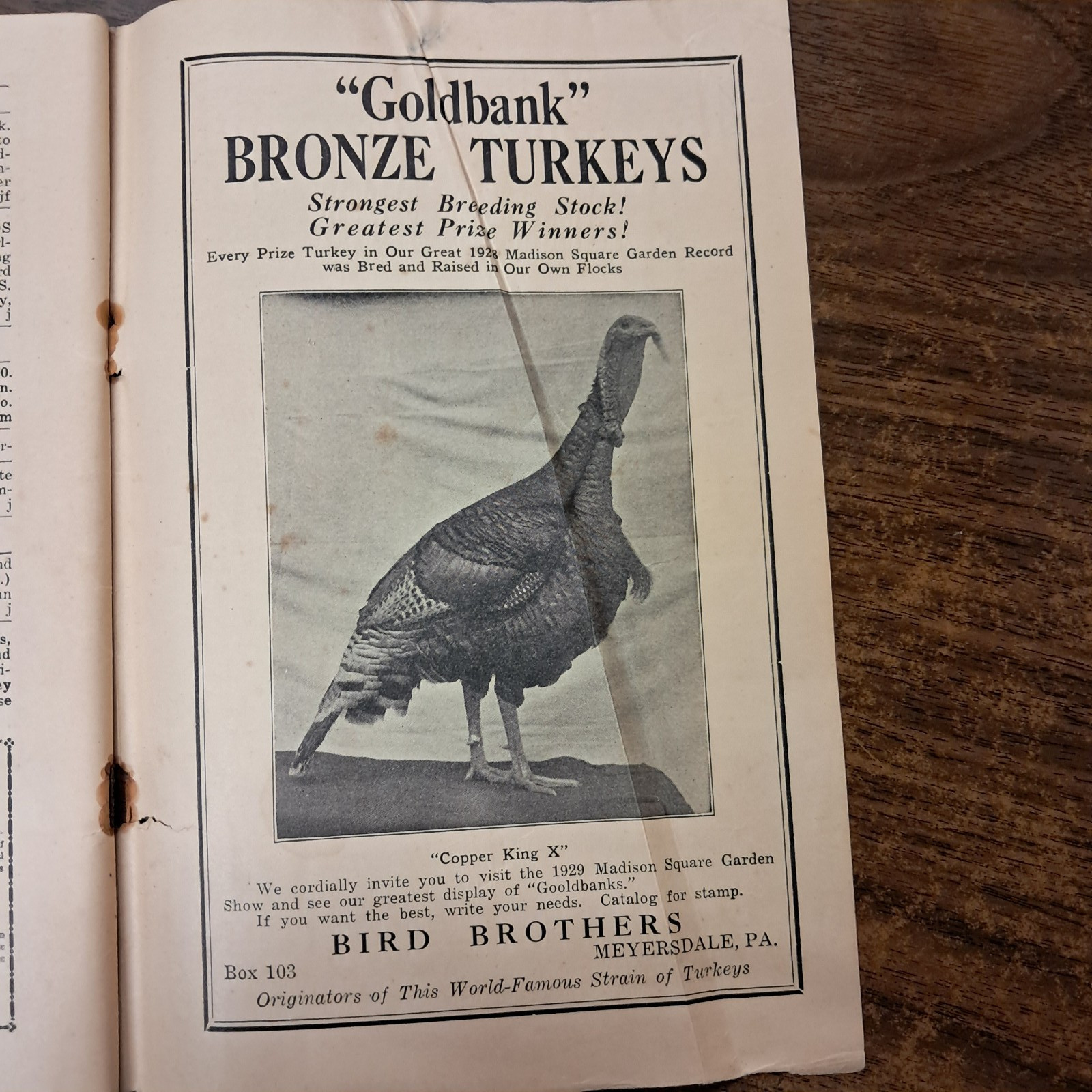Vintage 1929 Turkey World Show Book & Talking Turkey Beacon Milling Co. N.Y.