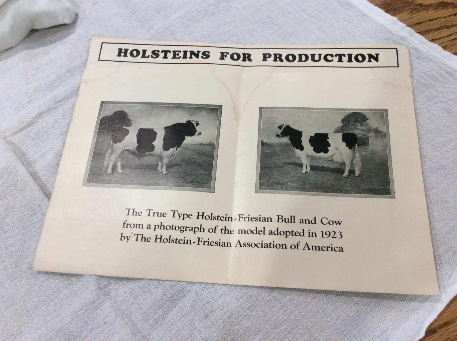 1926 Holsteins For Profit Cows Poster Holstein-Friesian Association Chicago