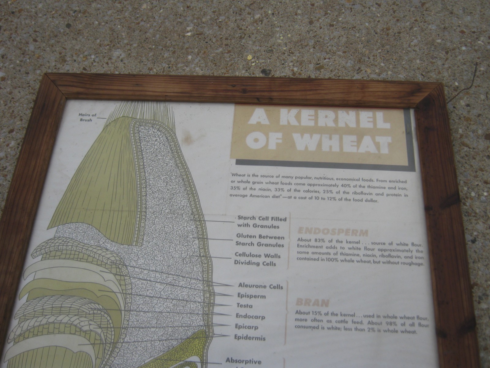 Vintage A Kernel Wheat Large Farm Poster Print Glass & Wood Frame 38.5&Prime; x 26.5&Prime;