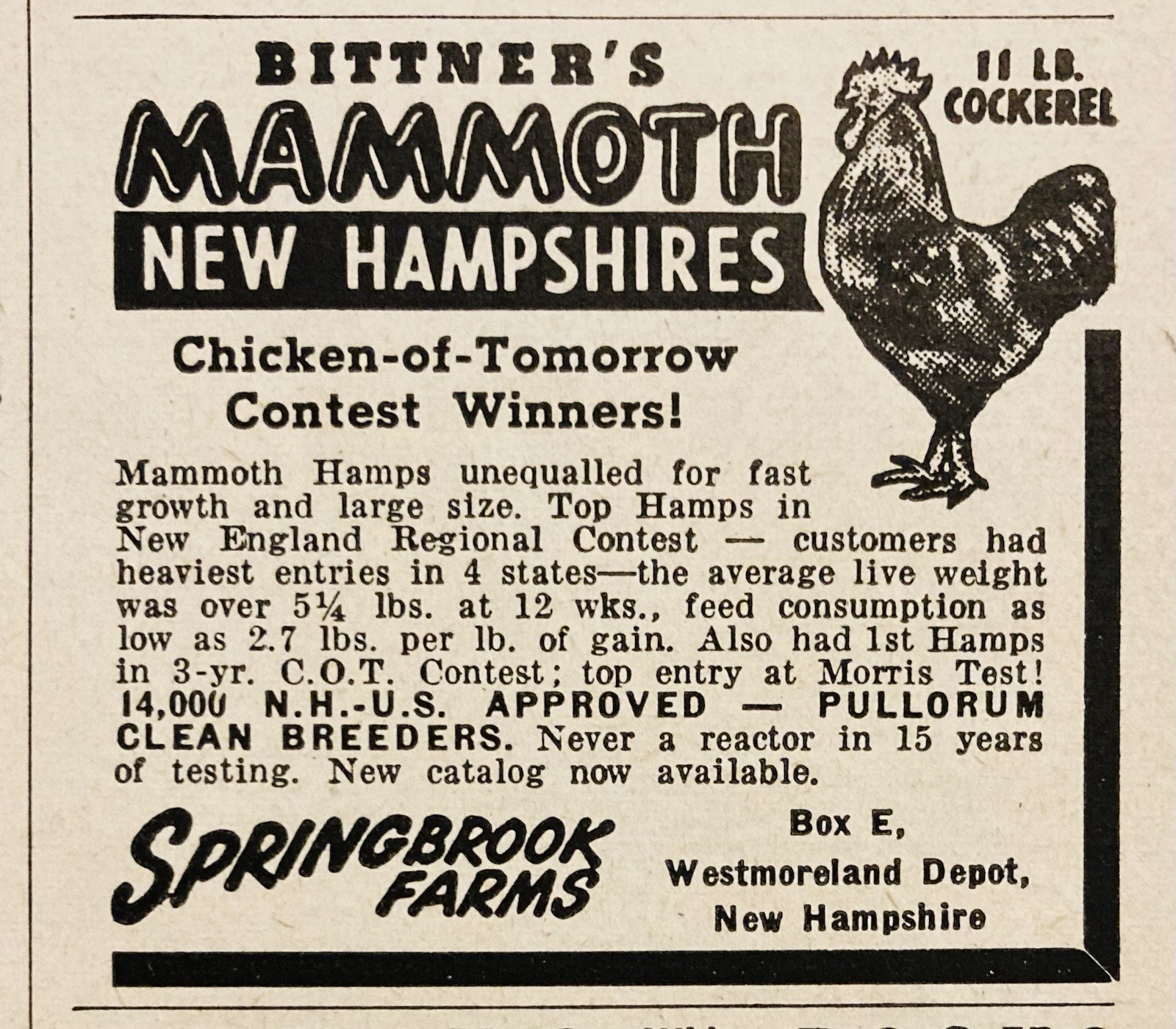 1949 AD.(XH86)~SPRINGBROOK FARMS, WESTMORELAND DEPOT, NH. BITTNER’S MAMMOTH’S