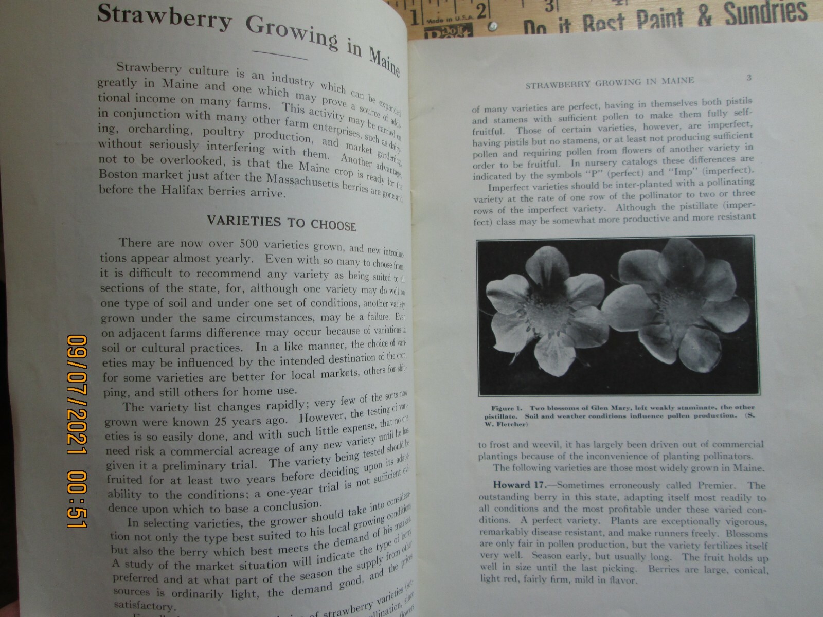 strawberry growing in maine – maine department of agriculture 1932