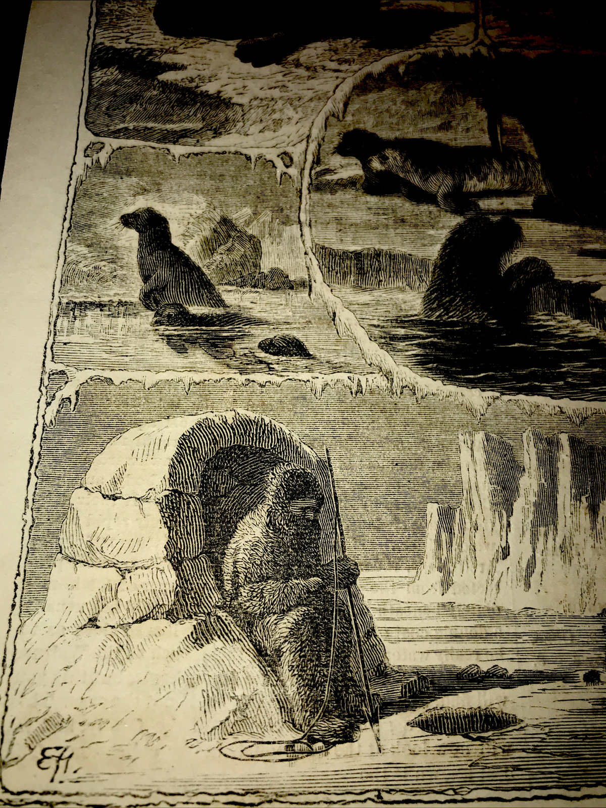 ORIGINAL 1873 ANIMALS OF THE SEAL FAMILY Engraving Advertising