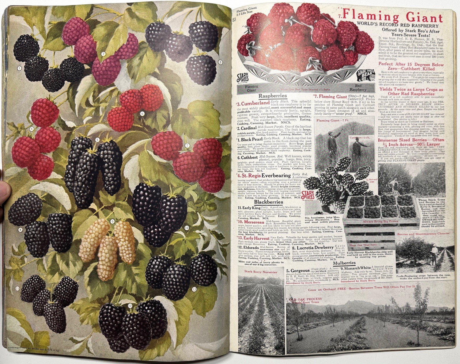 1922 STARK BROS 20TH CENTURY FRUITS NURSERY CATALOG GOLDEN DELICIOUS APPLE PEACH