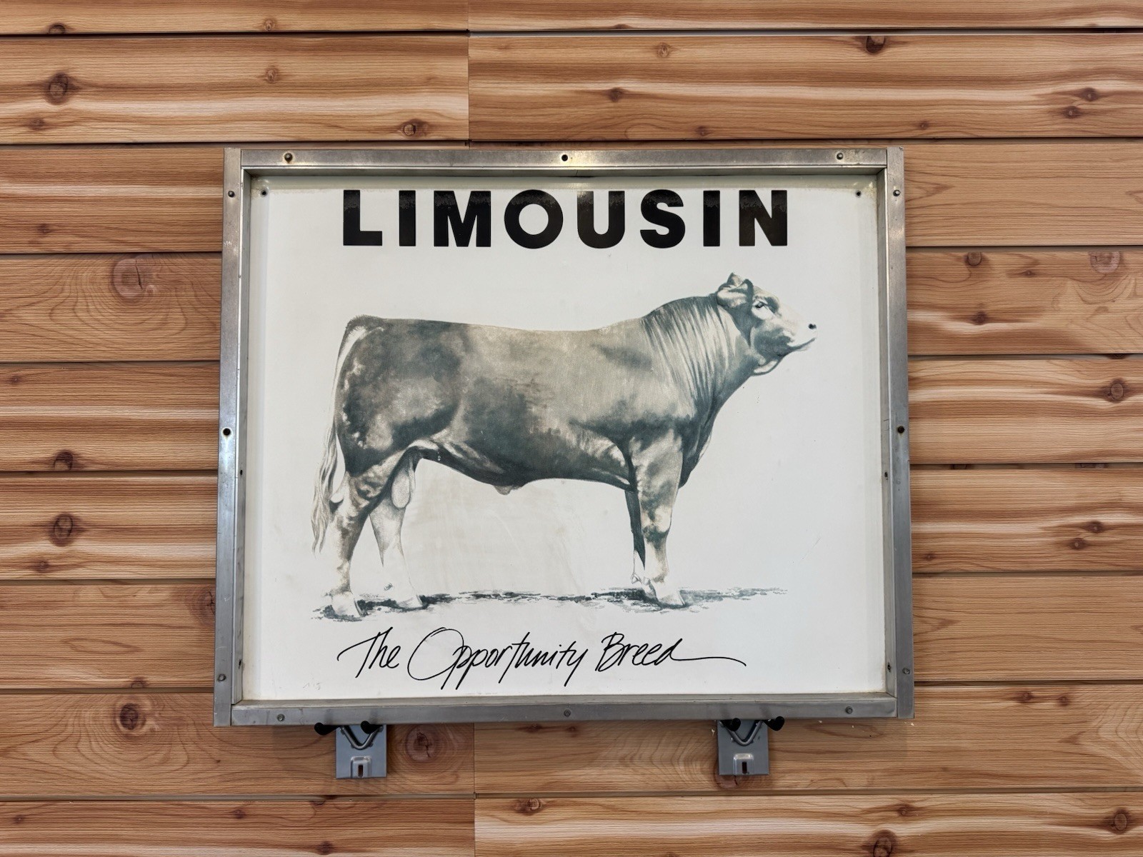 Vintage Limousin Cattle “The Opportunity Breed” Advertising Sign