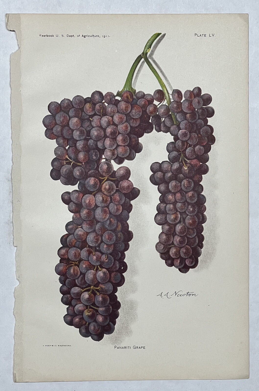 Original C1900 Print Lot,Apple,Grape,Avocado,Loquat,US Dept of Agriculture,Fruit