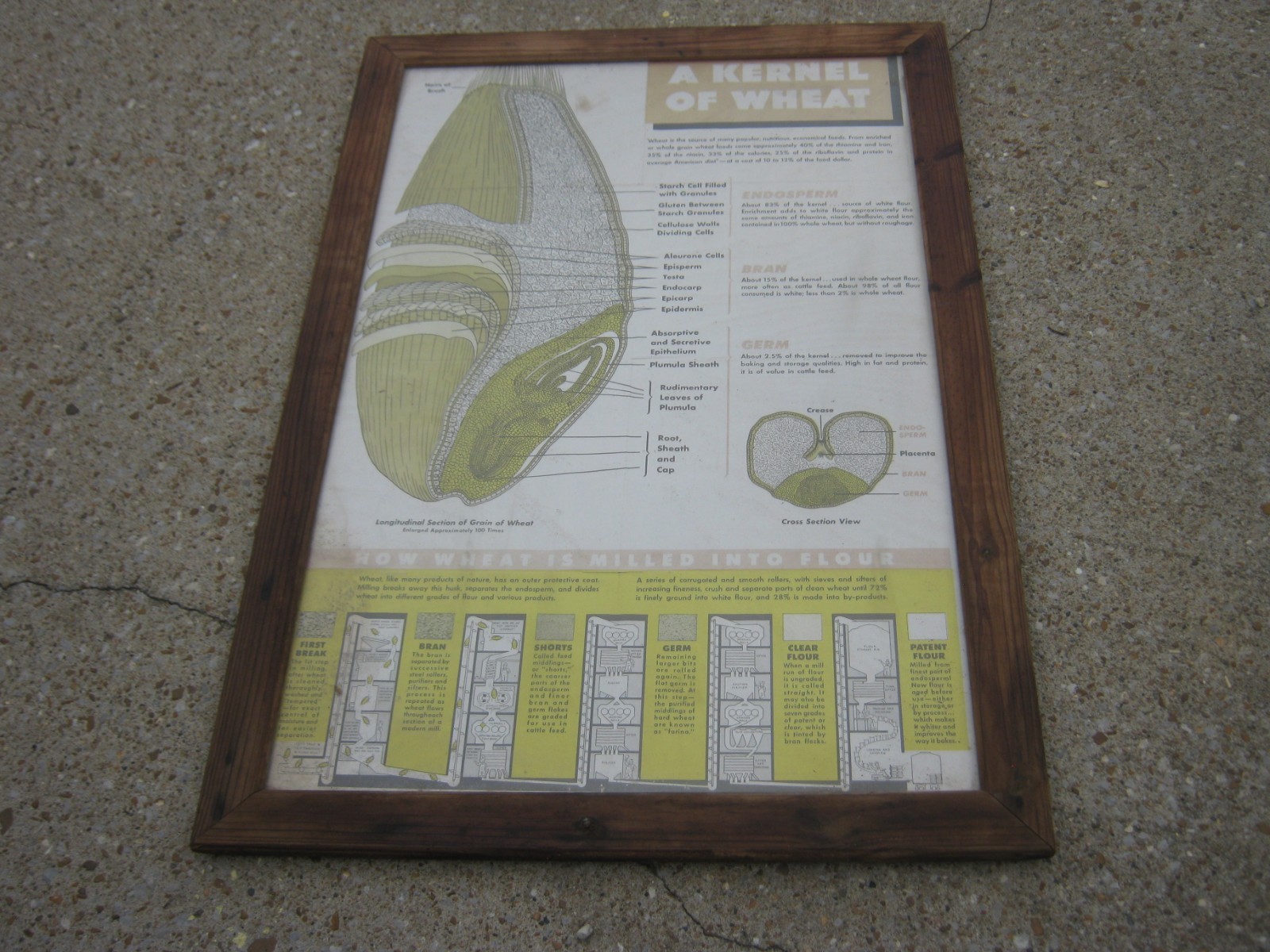 Vintage A Kernel Wheat Large Farm Poster Print Glass & Wood Frame 38.5&Prime; x 26.5&Prime;