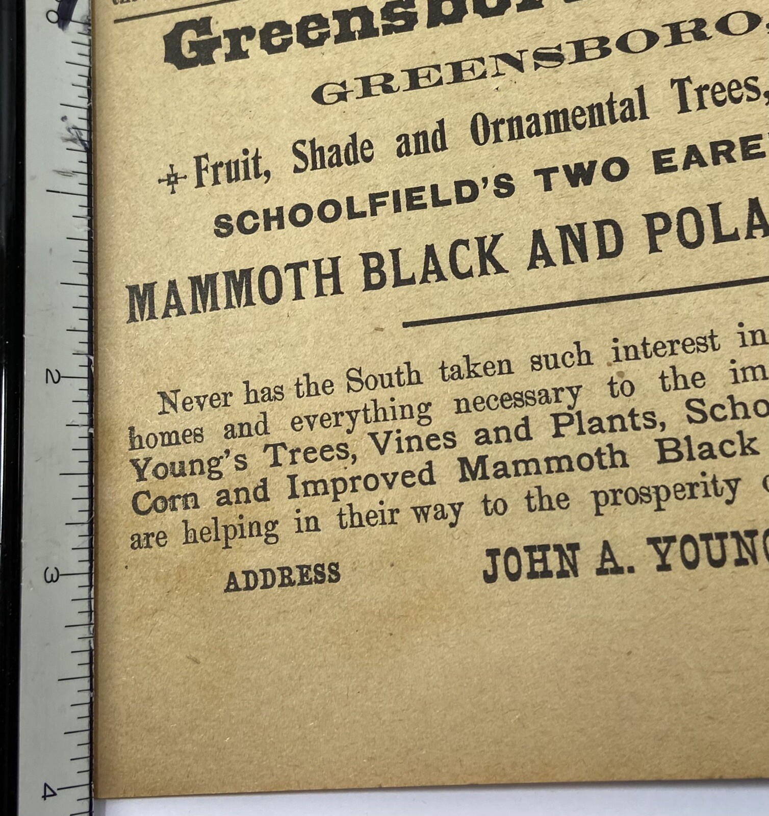 1914 Greensboro Nurseries John A Young And Sons North Carolina Advertisement