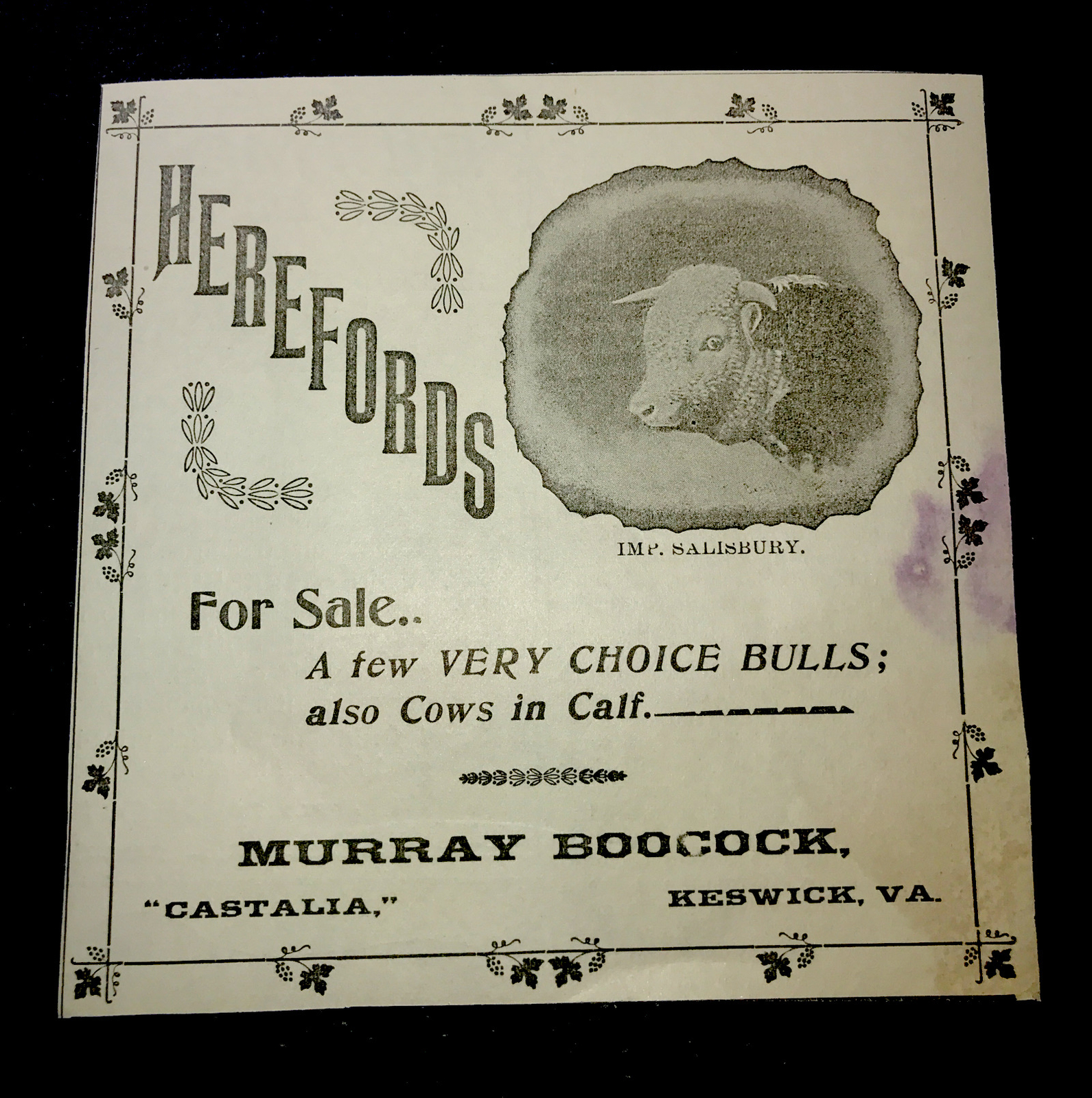1900 Murray Boocock Hereford Cow Farm Advertising – Keswick – Virginia