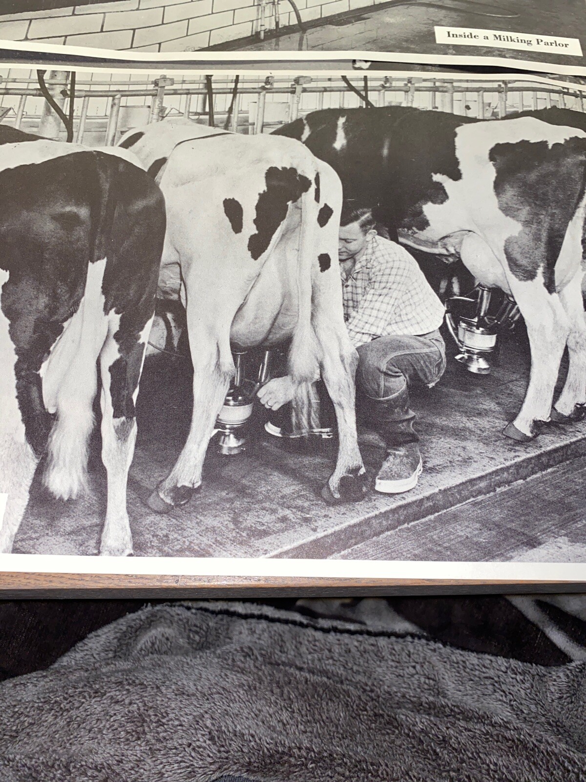 2 Vintage 9×13 Poster Black & White In A Milking Barn Inside A Milking Parlor