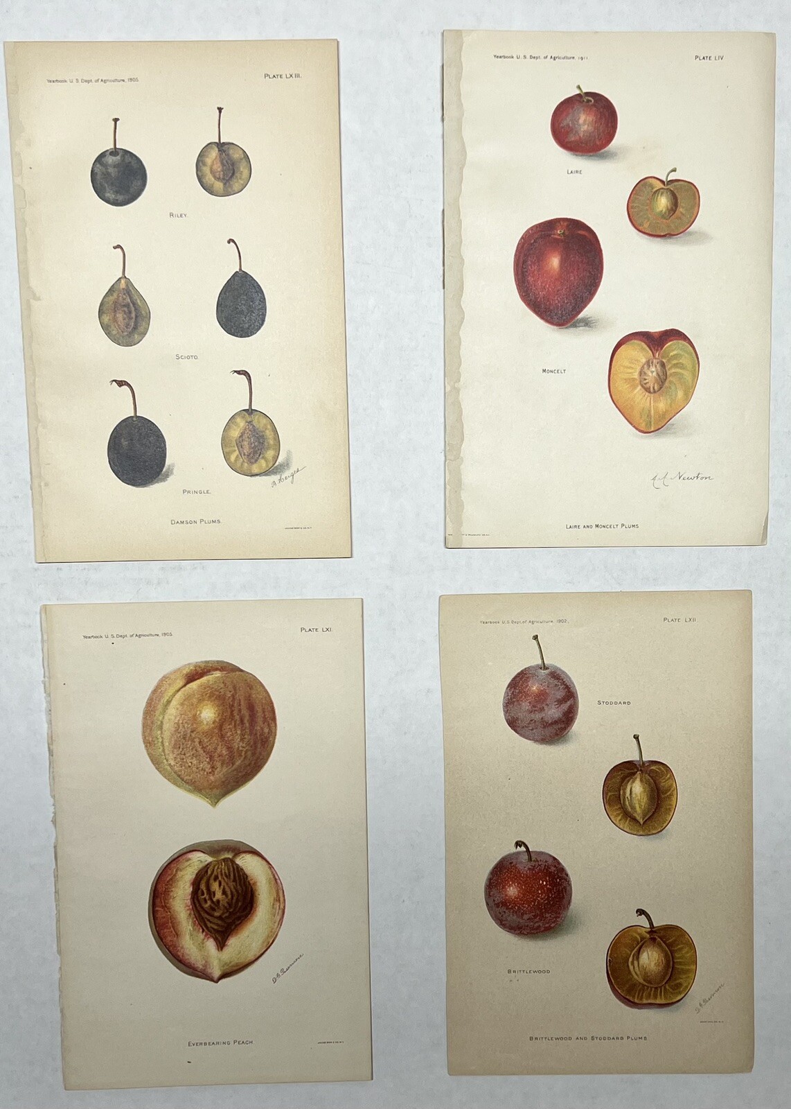 Original C1900 Fruit Print Lot,Plums & Peach,Damson,Laire,US Dept of Agriculture