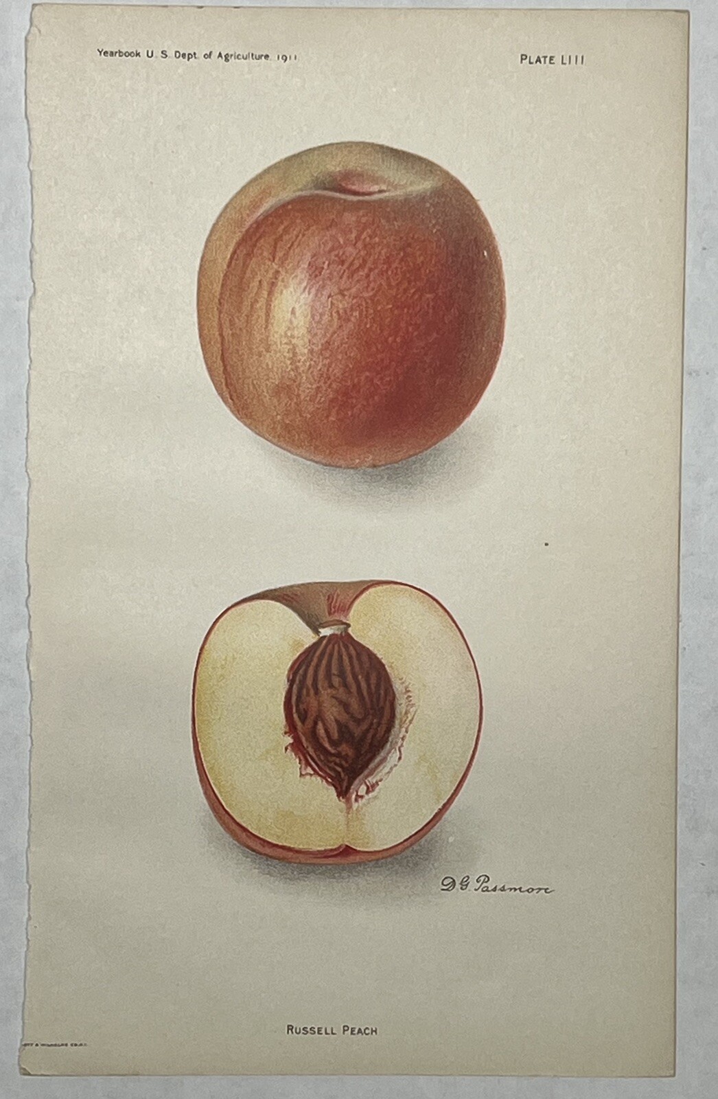 Original C1900 Print Lot,Pear,Peach,Persimmon,Plum,US Dept of Agriculture,Fruit