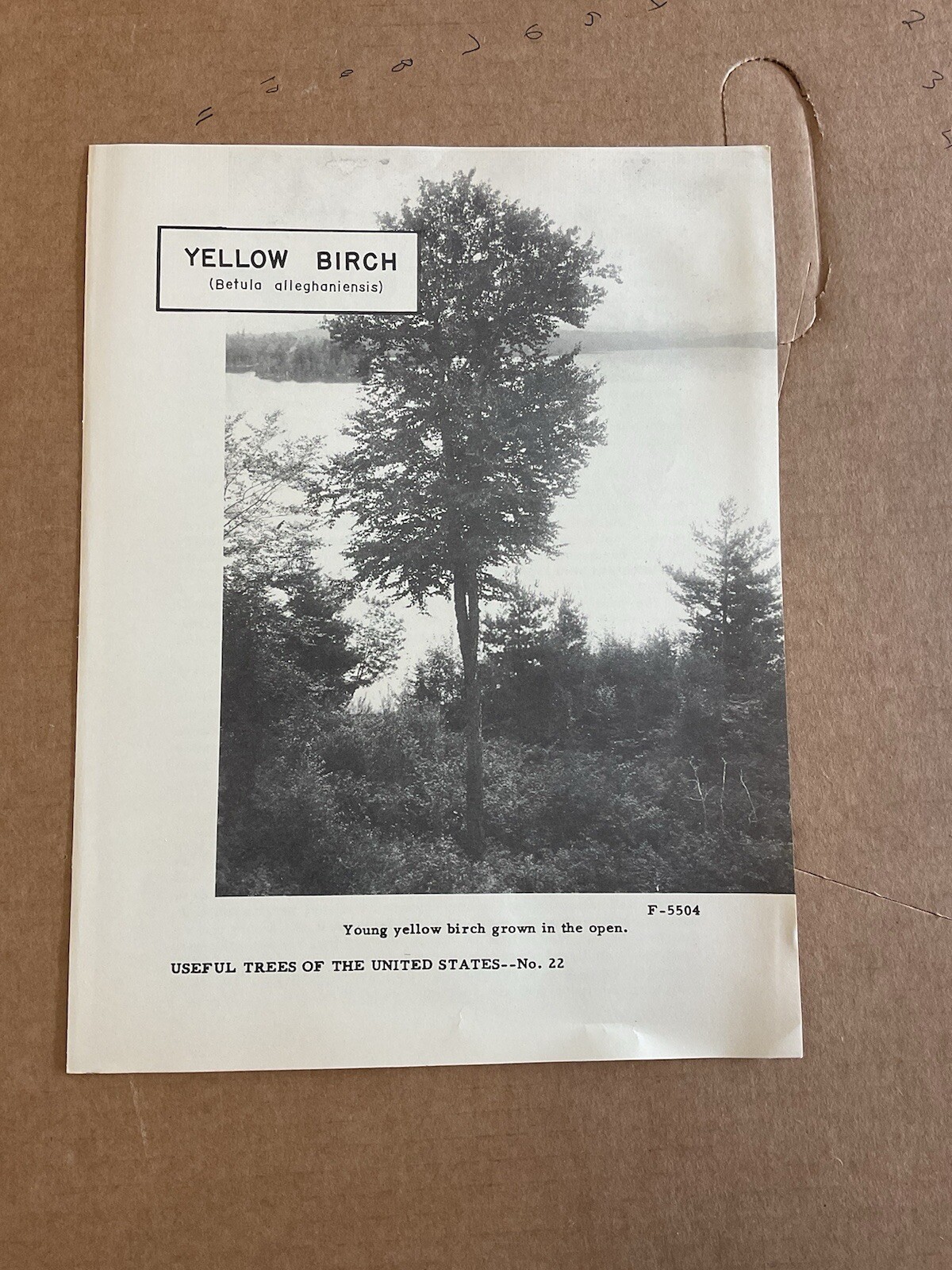 USA DEPT OF AGRICULTURE USEFUL TREES YELLOW BIRCH Information Brochure B10
